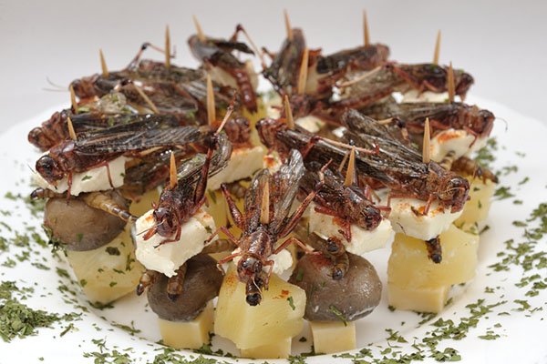 7 Countries That Eat Insects for Food