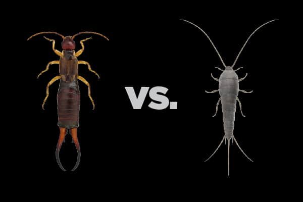 Are Earwigs and Silverfish the Same?