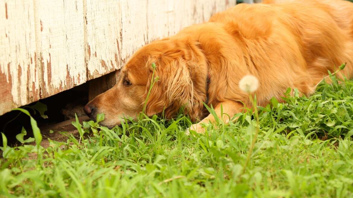 Understanding the Relationship Between Mice and Dogs: A Comprehensive Analysis