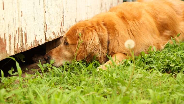 Understanding the Relationship Between Mice and Dogs: A Comprehensive Analysis