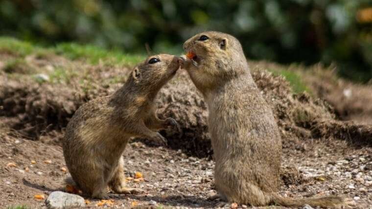 Gopher Behavior: What Plants Do Gophers Eat?