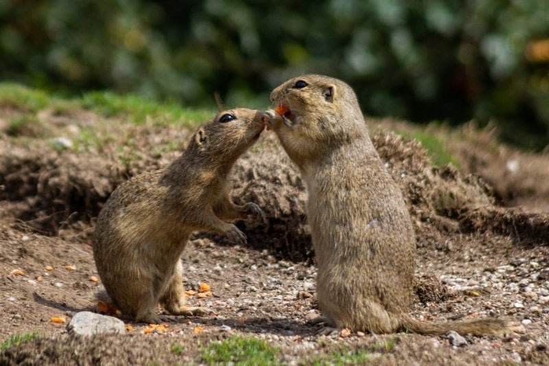 Gopher Behavior: What Plants Do Gophers Eat?