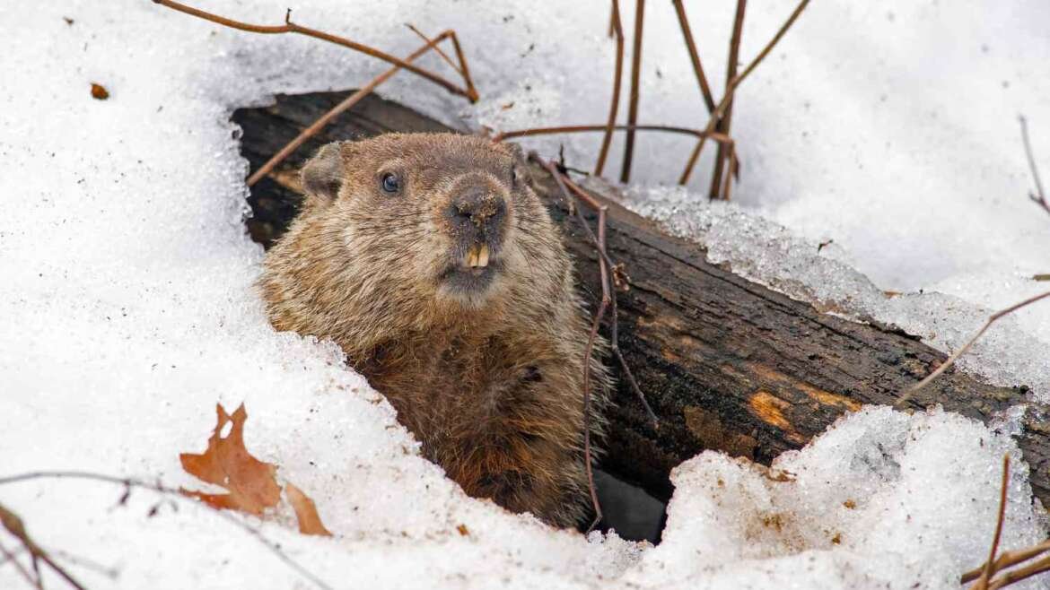 Groundhogs: Diet, Signs and Removal