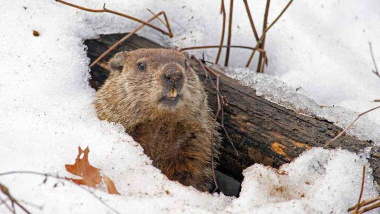 Groundhogs: Diet, Signs and Removal