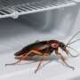 How to Get Rid of Cockroaches in Your Appliances