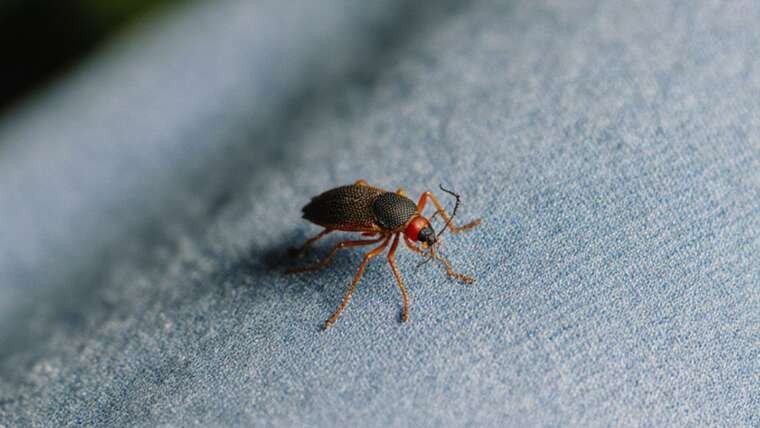 How to Help Stop Bugs that Eat Your Clothes