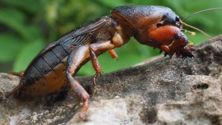 How to Identify Mole Cricket Mounds