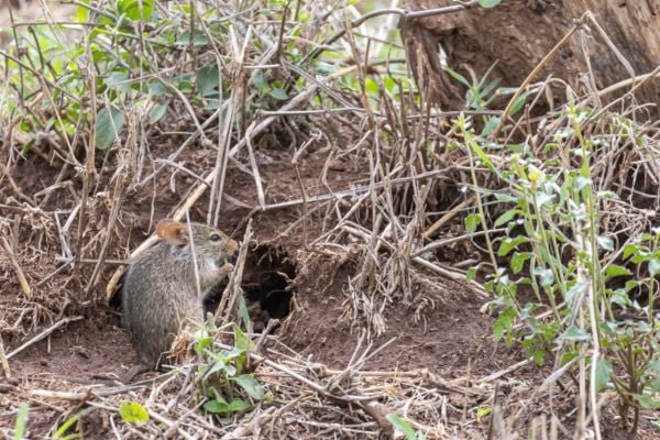 mouse in dirt