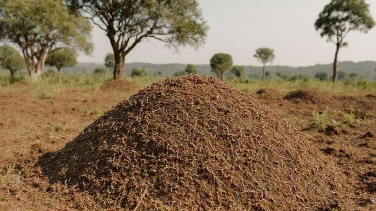 Termite Mounds Impact On Farming and Agriculture