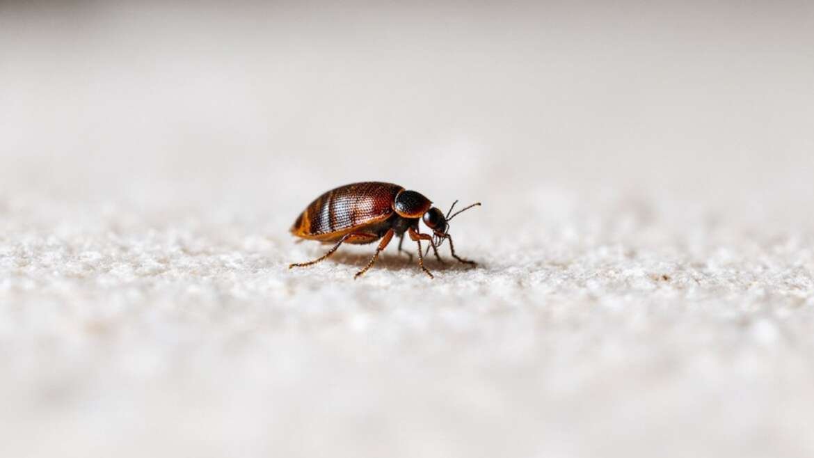 Understanding Bed Bugs: A Deeper Dive into Infestation and Prevention