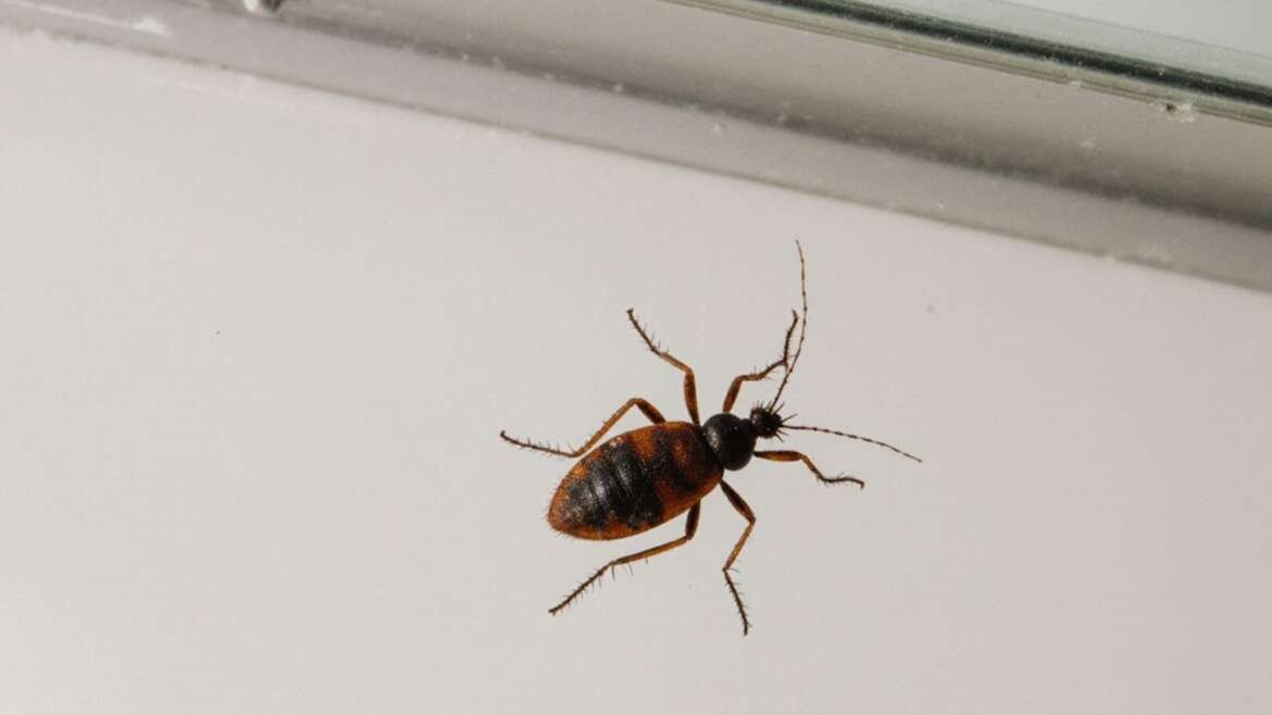 What Are Common Bugs Found in the Bathroom?