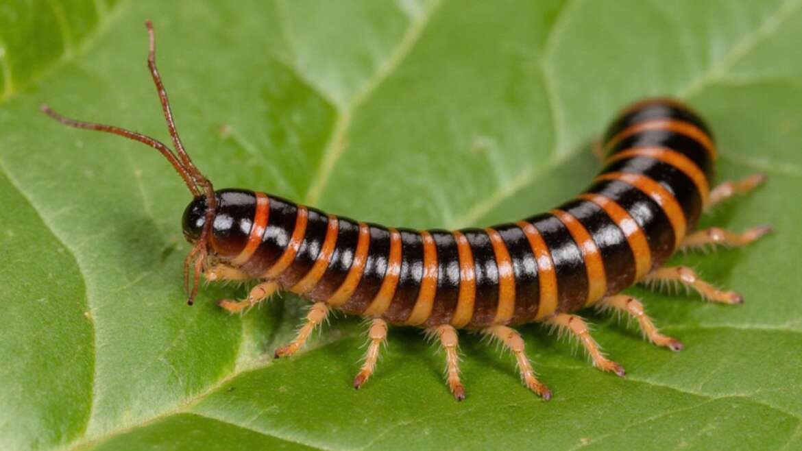 What Do Centipedes Eat?