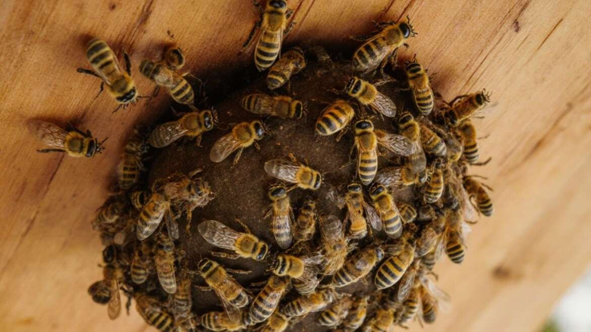 What Does a Honey Bee Nest in Your Home Look Like?
