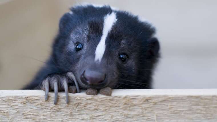 What to do If You’re Sprayed by a Skunk