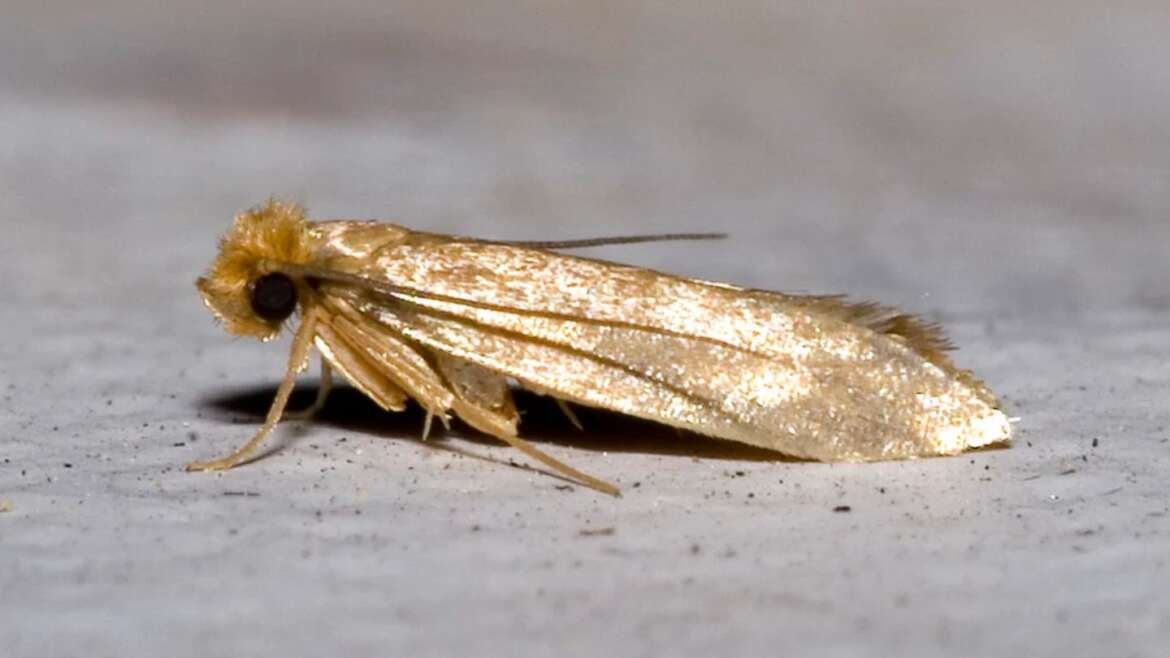 Where Do Clothes Moths Come From? Understanding Clothes Moths: A Comprehensive Guide