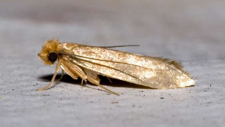 Where Do Clothes Moths Come From? Understanding Clothes Moths: A Comprehensive Guide