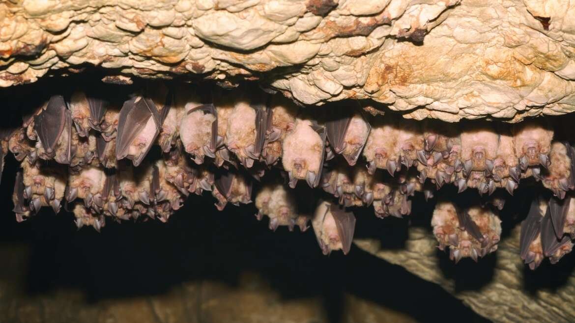 Why Do Bats Sleep Upside Down?