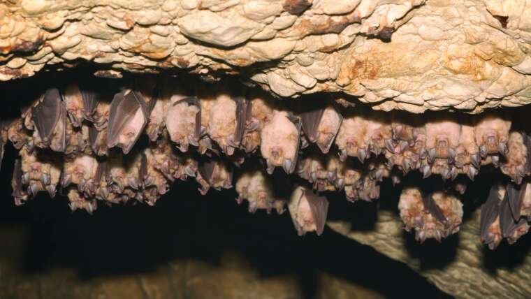 Why Do Bats Sleep Upside Down?