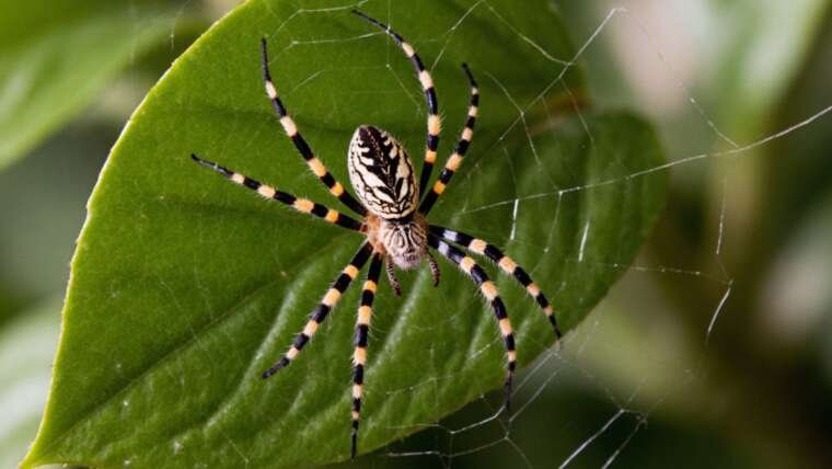 Your Houseplants Could Be Attracting Spiders in Your Home