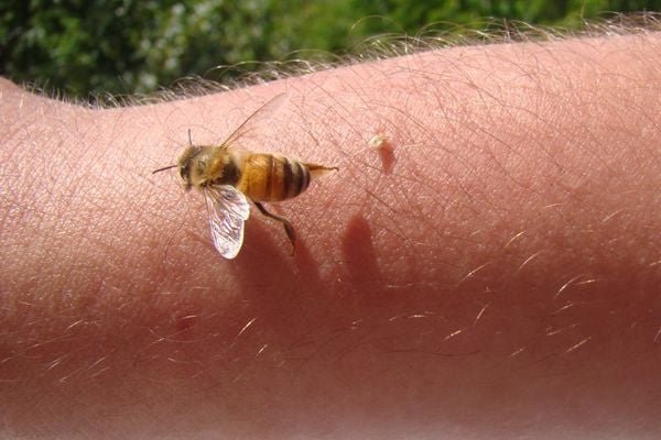 Bee after stinging human