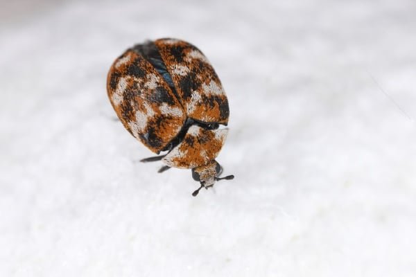 Carpet beetle