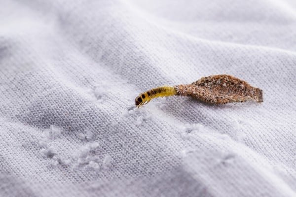 clothing moth larvae on clothing