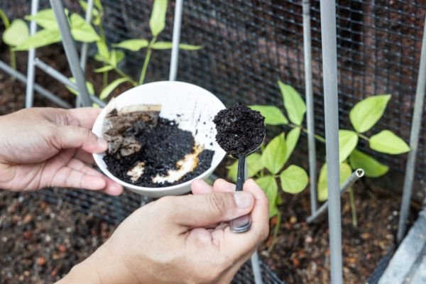 coffee grounds in garden