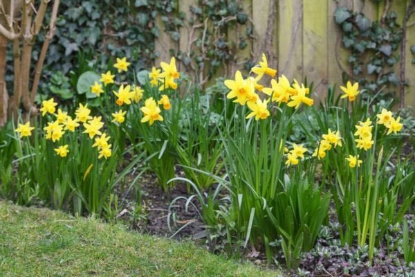 daffodil plant in garden