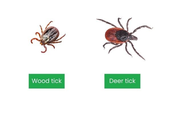 Deer tick vs wood tick