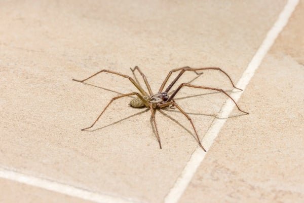Domestic house spider