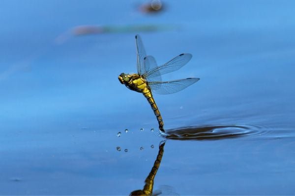 Dragonfly in the water