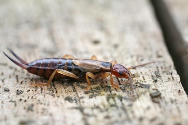Earwig on wood