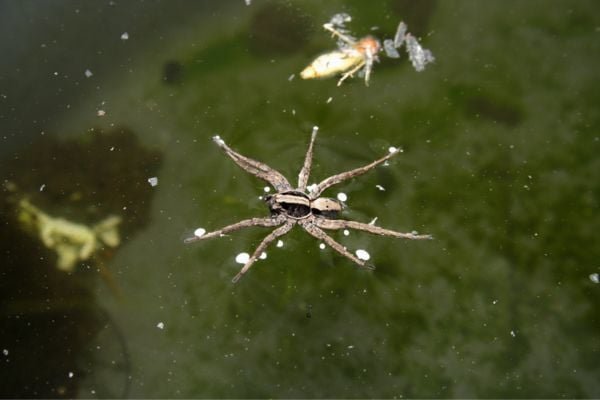 Fishing spider