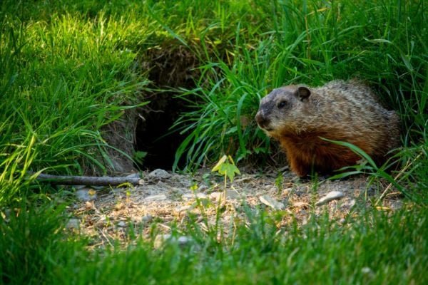 Groundhog in nature