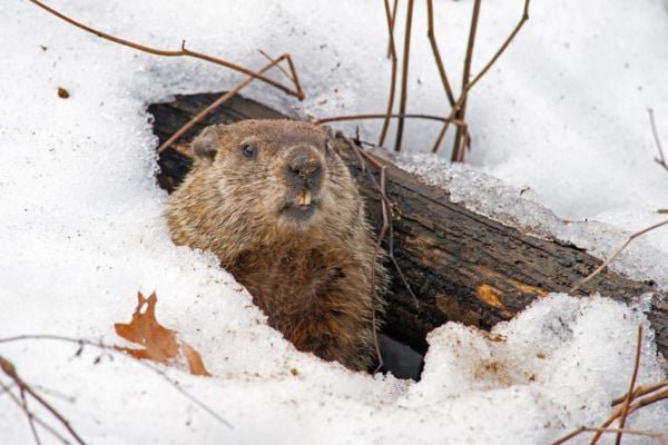 Groundhog in snow