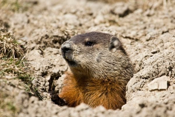 Groundhog upclose