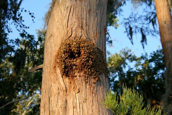 Honey bee hive in a tree