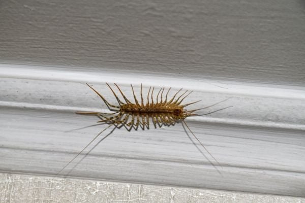 House centipede