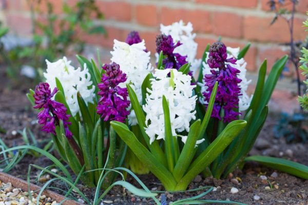 hyacinths-flower-in-garden