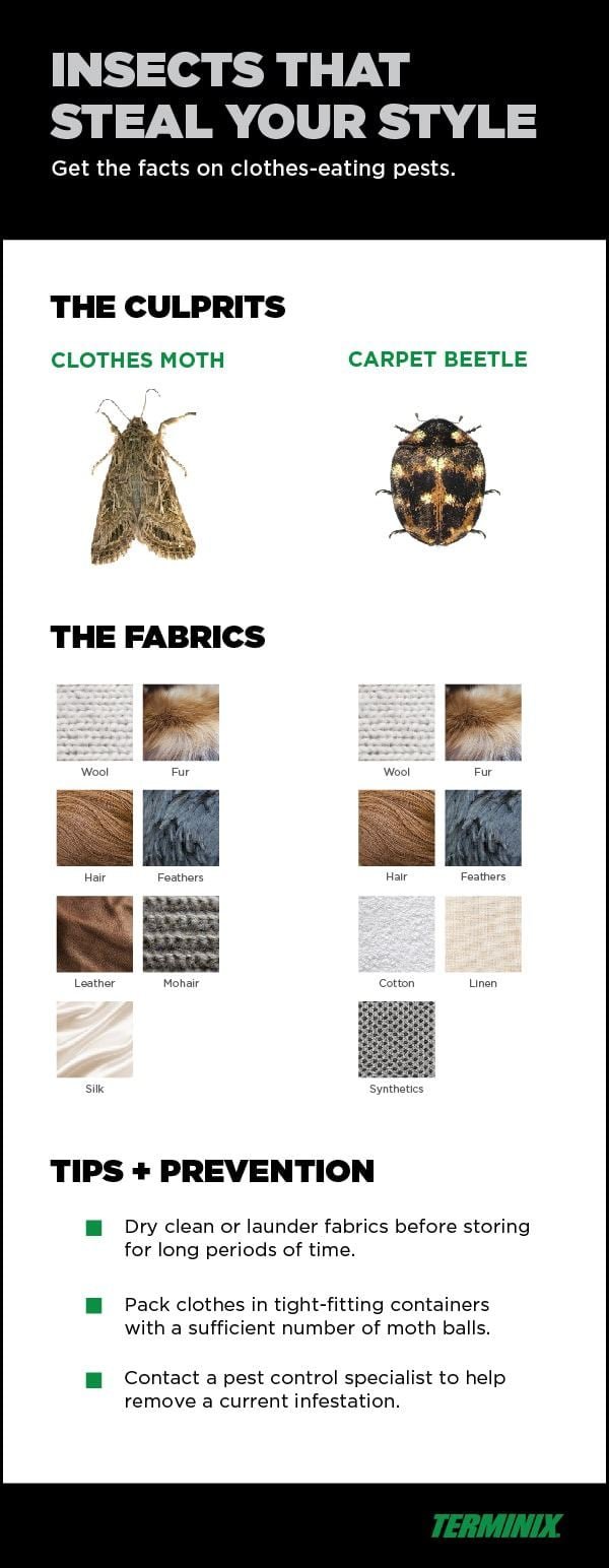 bugs that eat clothes infographic