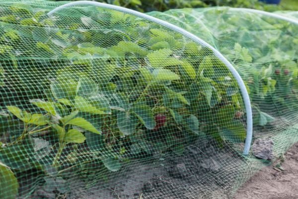 mesh netting over strawberry beds
