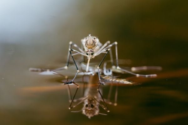 Mosquito on water