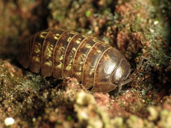 Isopods