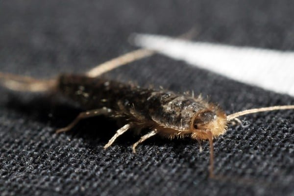 Silverfish on material