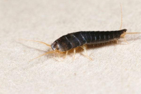 Silverfish