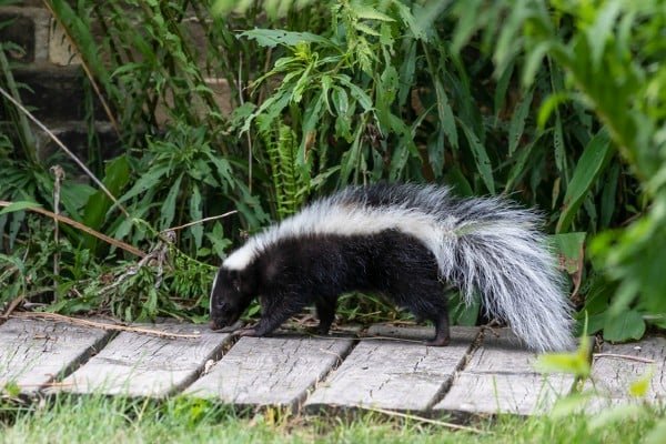 Skunk in backyard