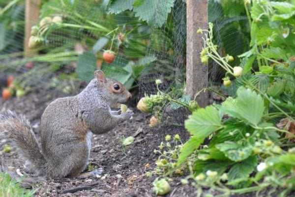 squirrel in strawberry garden
