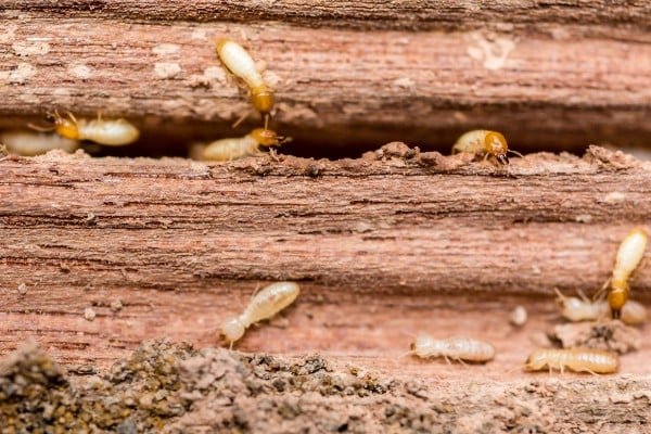 Termites eating wood