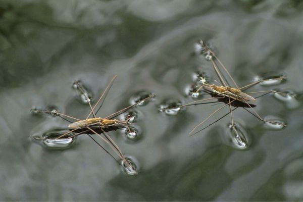 Water striders