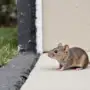 The Straight-Talk Guide to Rodent Exclusion: Sealing Up Your Home in November 2025